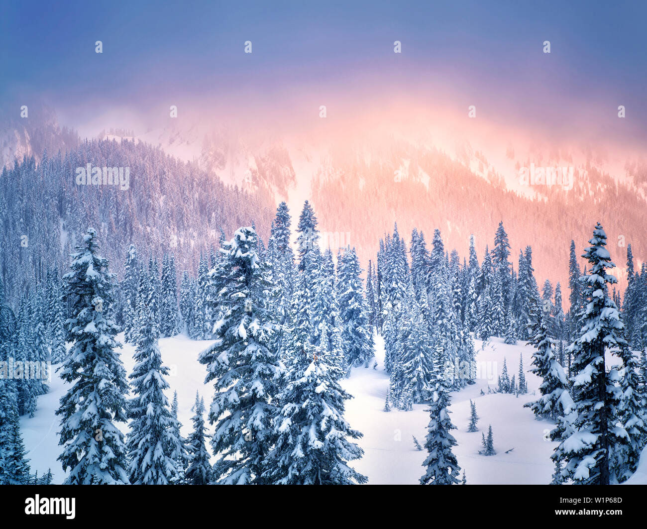 La neige sur les arbres avec couleur du coucher. Mt. Rainier National Park, Washington Banque D'Images