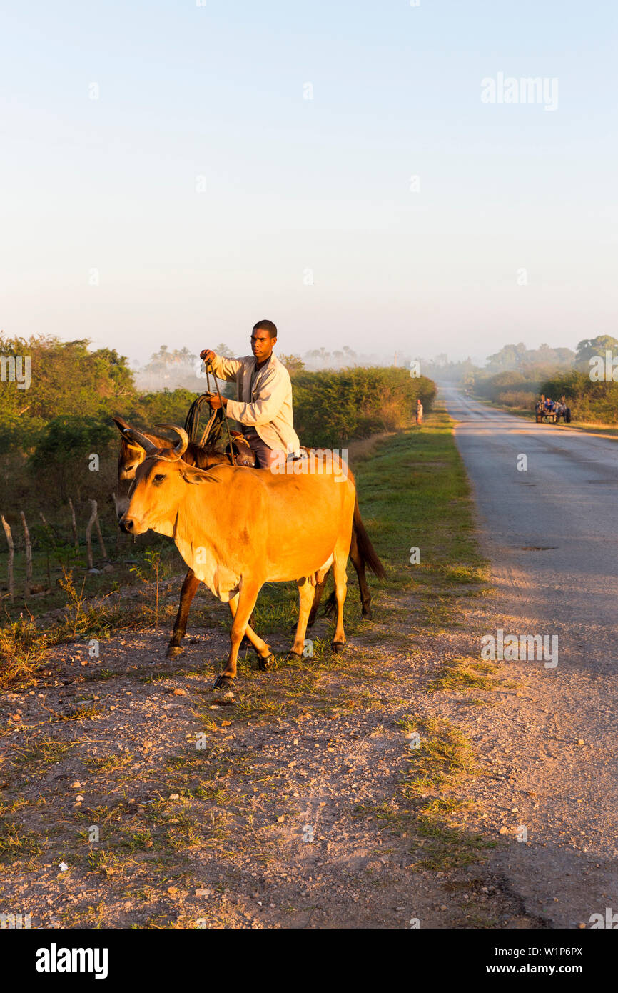 Éleveur de bovins de boucherie, ce qui porte le lait frais, route d'accès à Cayo Jutias, solitude, voyage en famille à Cuba, congé parental, congé, temps mort, adventu Banque D'Images