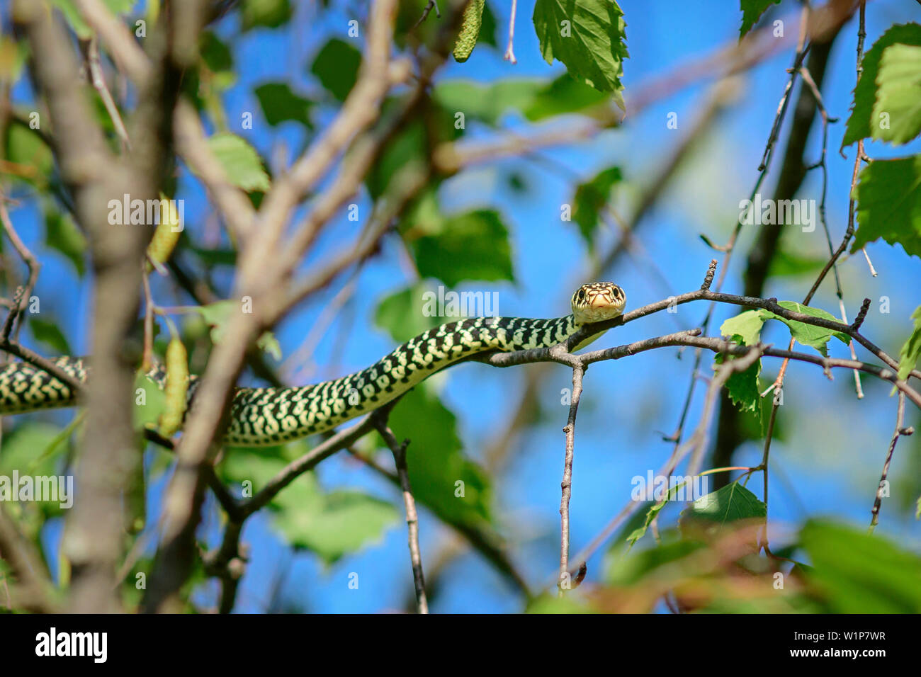 Green snake whip pose en arbre, Hierophis viridiflavus, Val Maira, Alpes Cottiennes, Piémont, Italie Banque D'Images