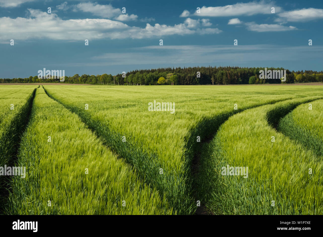 Champ d'orge, sky, empreinte de tracteur, Bentstreek, Friedeburg, Landkreis Wittmund, Basse-Saxe, Allemagne, Europe Banque D'Images