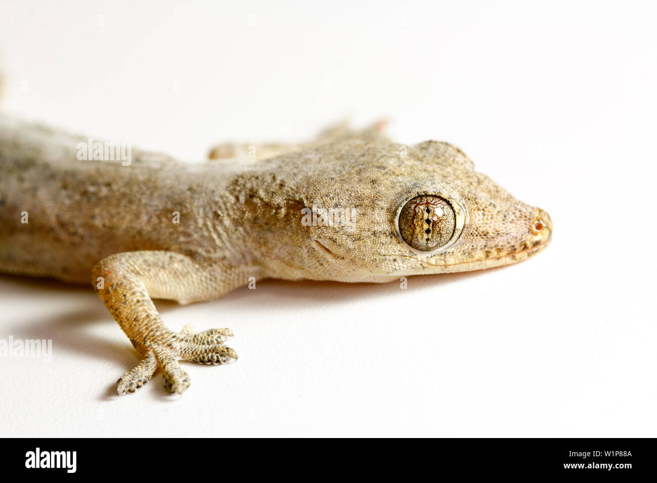 Chambre asiatique gros plan (gecko Hemidactylus sp.) sur fond blanc Banque D'Images