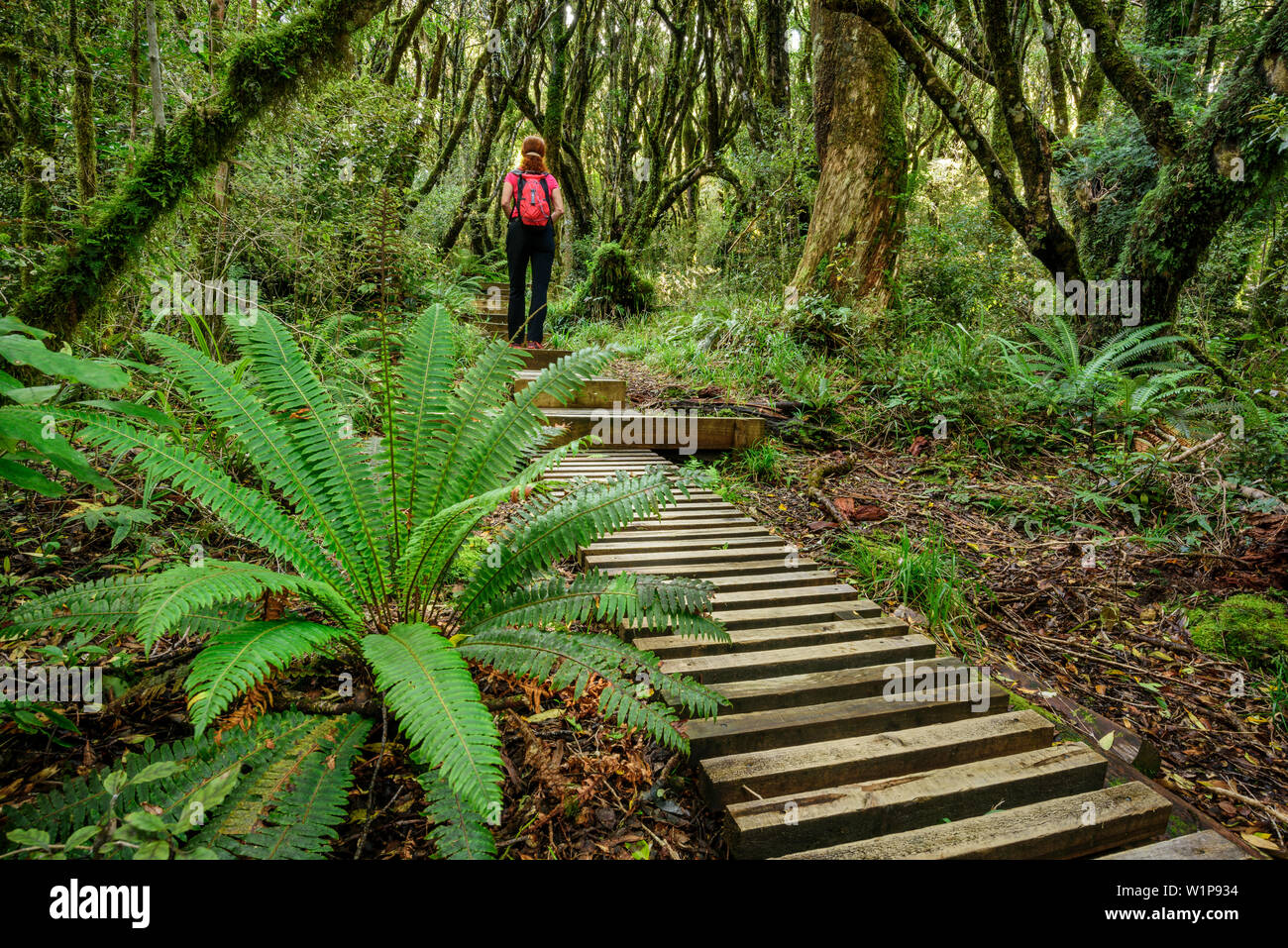 Randonnée femme sur la voie avec marches en bois menant à travers la forêt avec fougère, Mangorai, Piste Pouakai Hut, le Mont Egmont, Parc National d'Egmont, Taranaki, N Banque D'Images