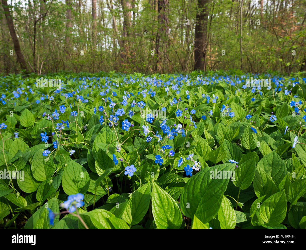 Fleurs sauvages, Omphalodes verna, forêt de feuillus, Bavaria, Germany, Europe Banque D'Images