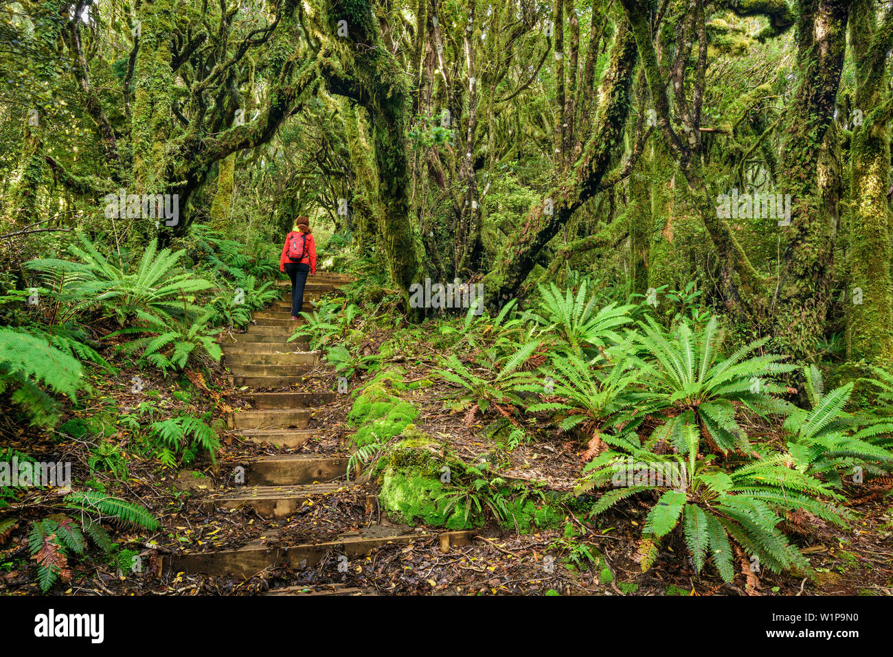 Randonnée femme sur la voie avec marches en bois menant à travers la forêt avec fougère, Mangorai, Piste Pouakai Hut, le Mont Egmont, Parc National d'Egmont, Taranaki, N Banque D'Images