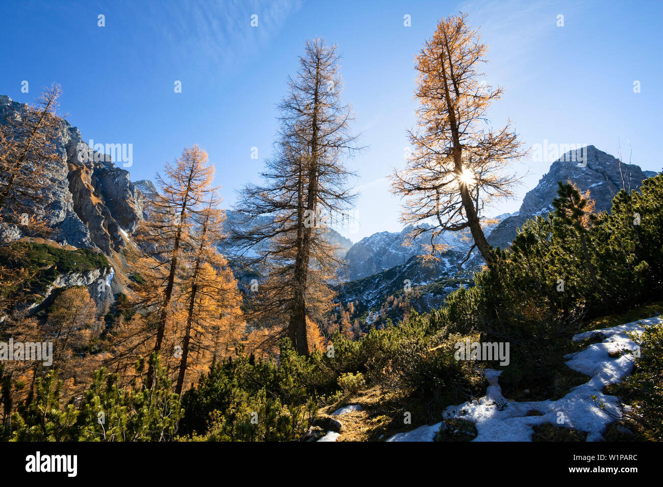 Le mélèze d'Europe, Larix decidua, du Wetterstein, Alpes, France, Europe Banque D'Images