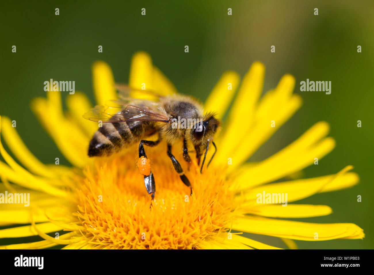 Pissenlit fleur à l'abeille, Apis mellifera, Bavière, Allemagne Banque D'Images