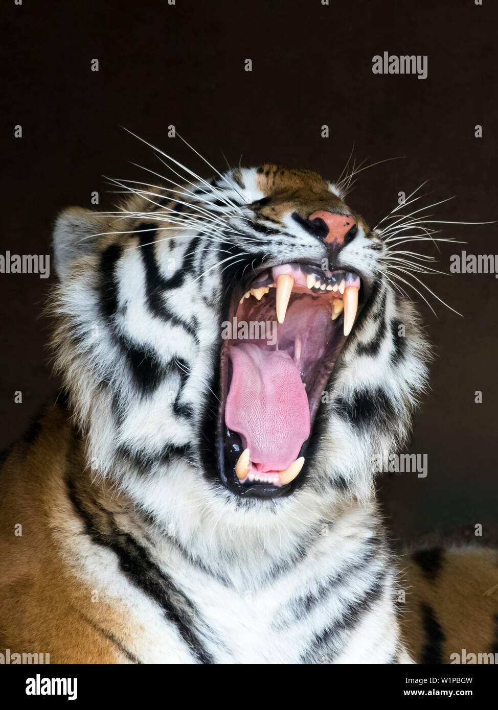 Le bâillement tigre de Sibérie, Panthera tigris altaica, captive Banque D'Images