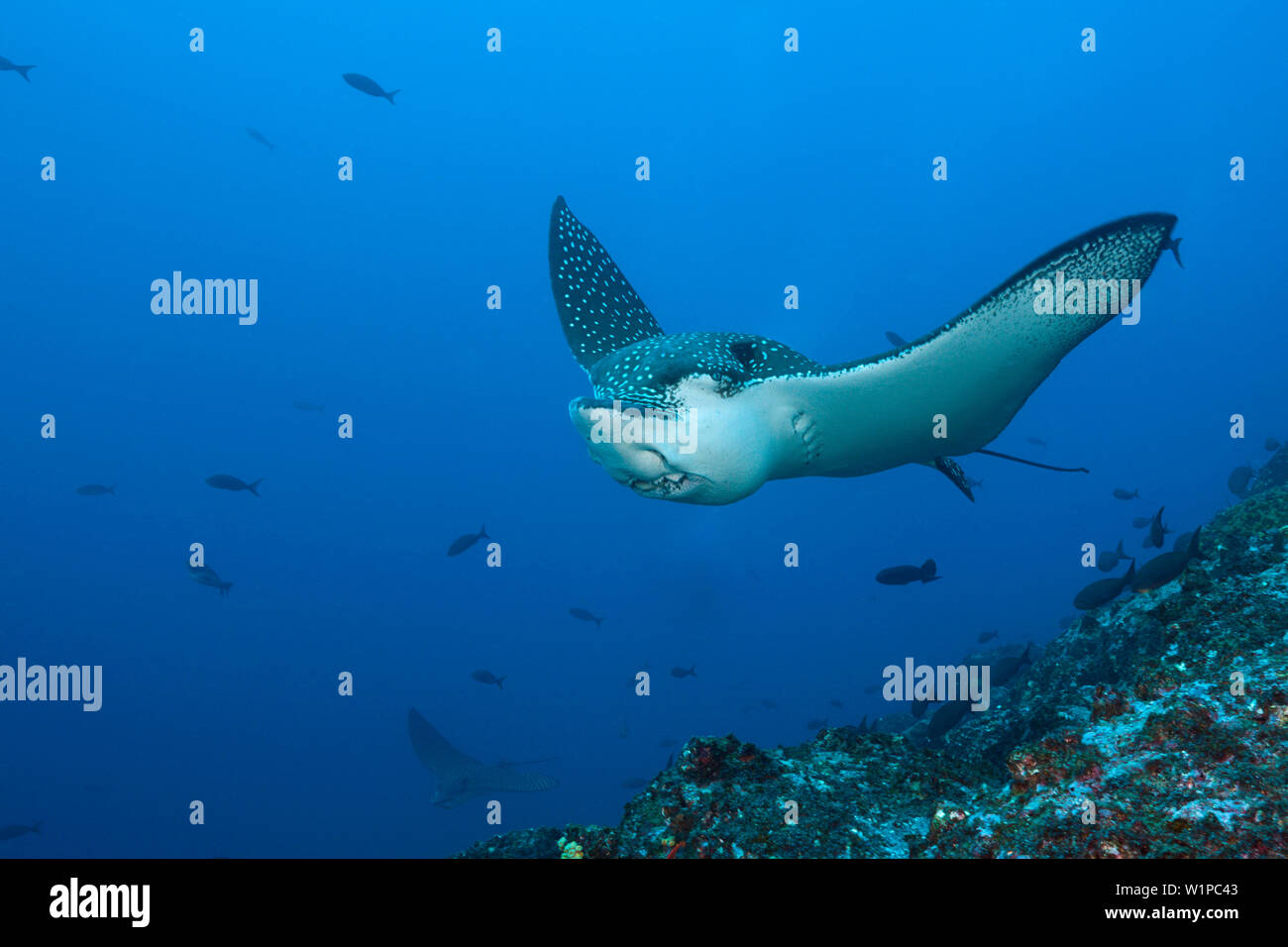 Spotted Eagle Ray, Aetobatus narinari, Wolf Island, Galapagos, Equateur Banque D'Images