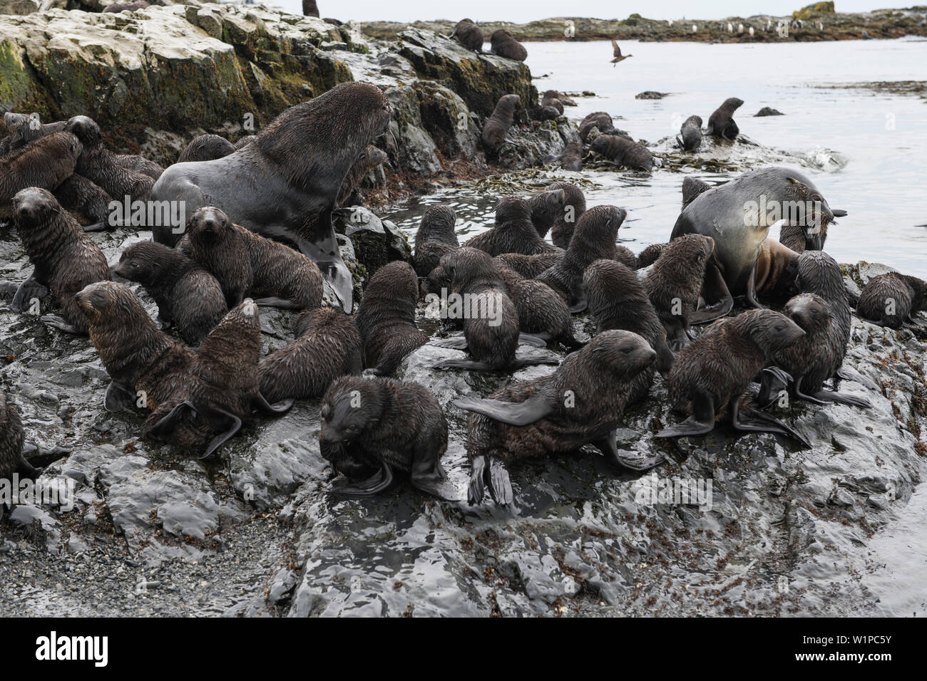 Un grand groupe de jeunes phoques à fourrure antarctique (Arctocephalus gazella) entoure un mâle (à gauche) et femelle (à droite) sur un rocher-rocheux, l'Île Prion, près de So Banque D'Images