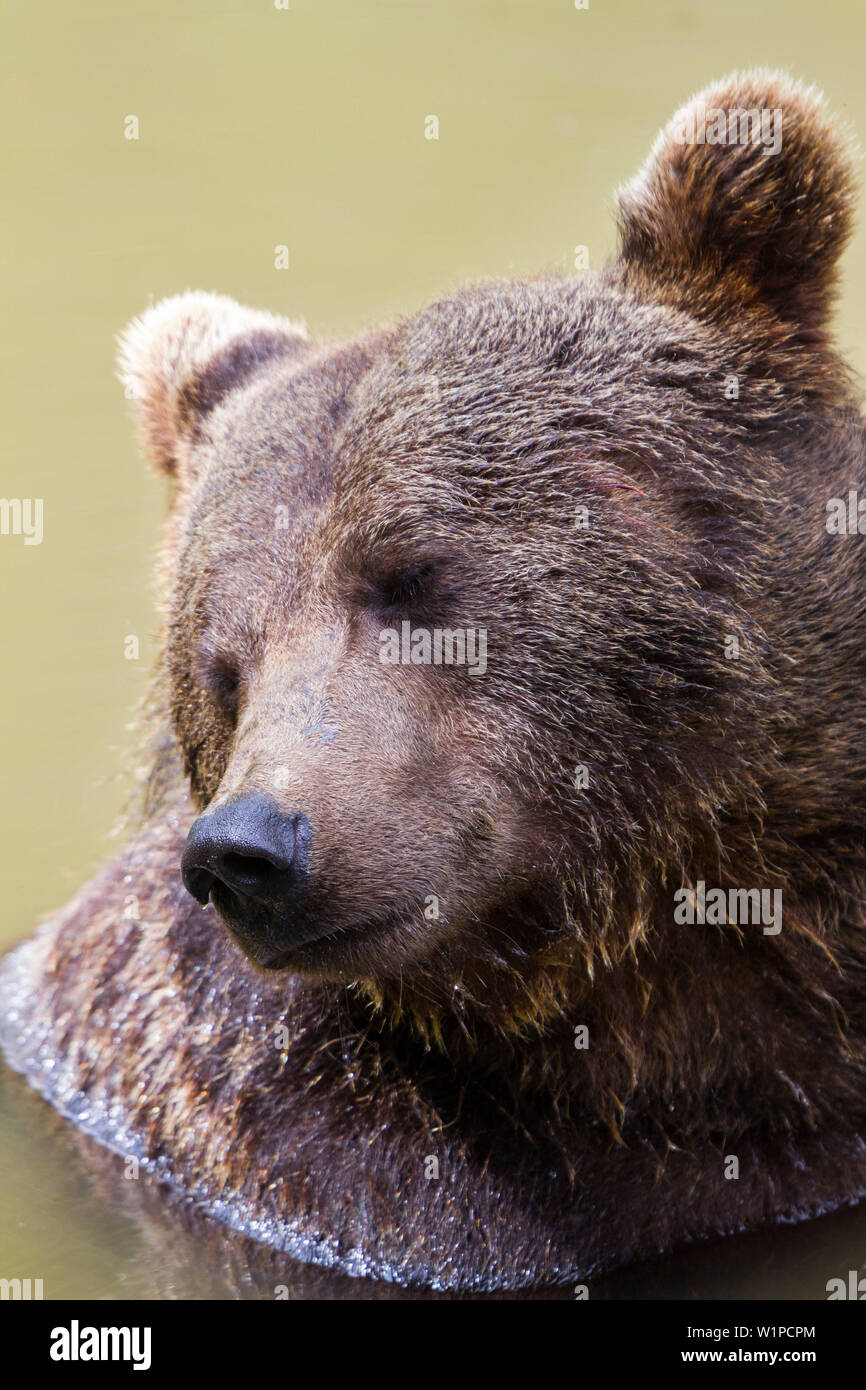 Dans l'ours brun (Ursus arctos), rêve de l'eau, le Parc National de la forêt bavaroise, Bavière, Allemagne, Europe, captive Banque D'Images