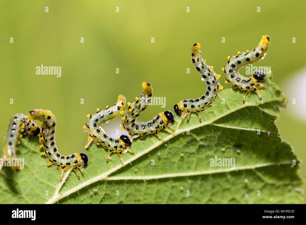Les larves de Craesus septentrionalis en position d'alarme, Upper Bavaria, Germany, Europe Banque D'Images