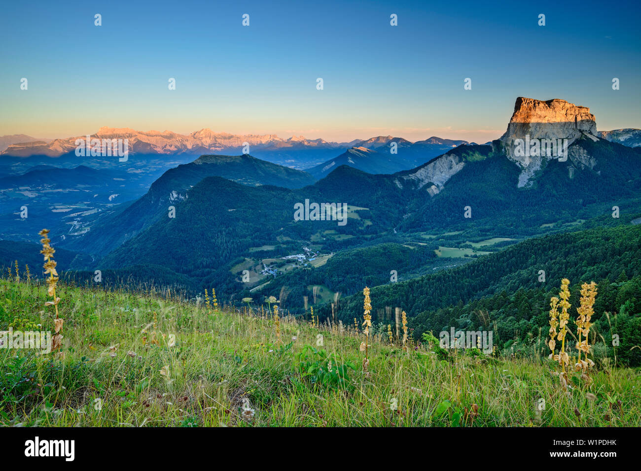 Flower meadow avec Mont Aiguille dans le coucher du soleil en arrière-plan, du Grand Brison, Vercors, Dauphine, Dauphine, Isère, France Banque D'Images