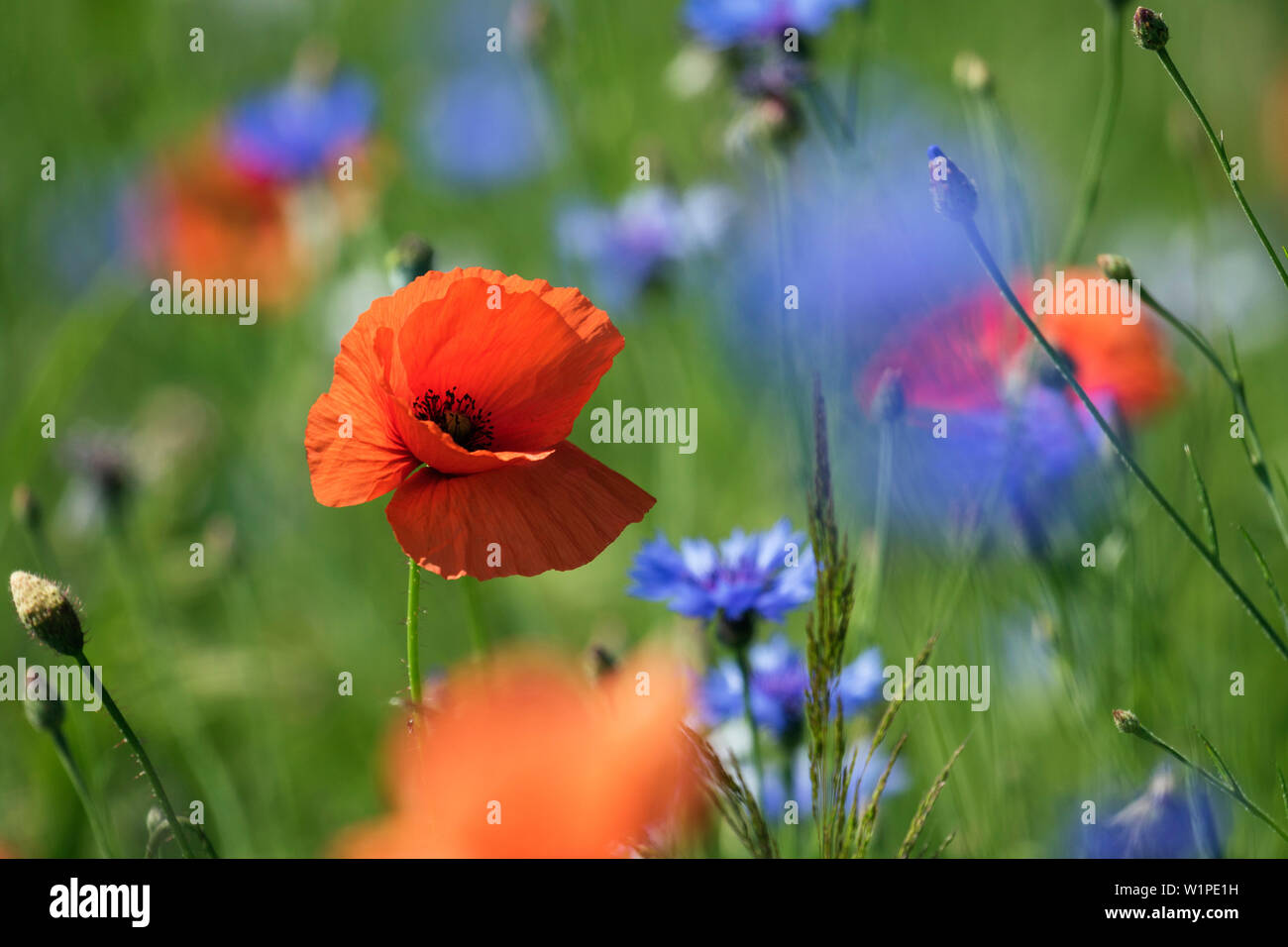 Les coquelicots rouges, Papaver rhoeas, Centaurea cyanus, Germany, Europe Banque D'Images