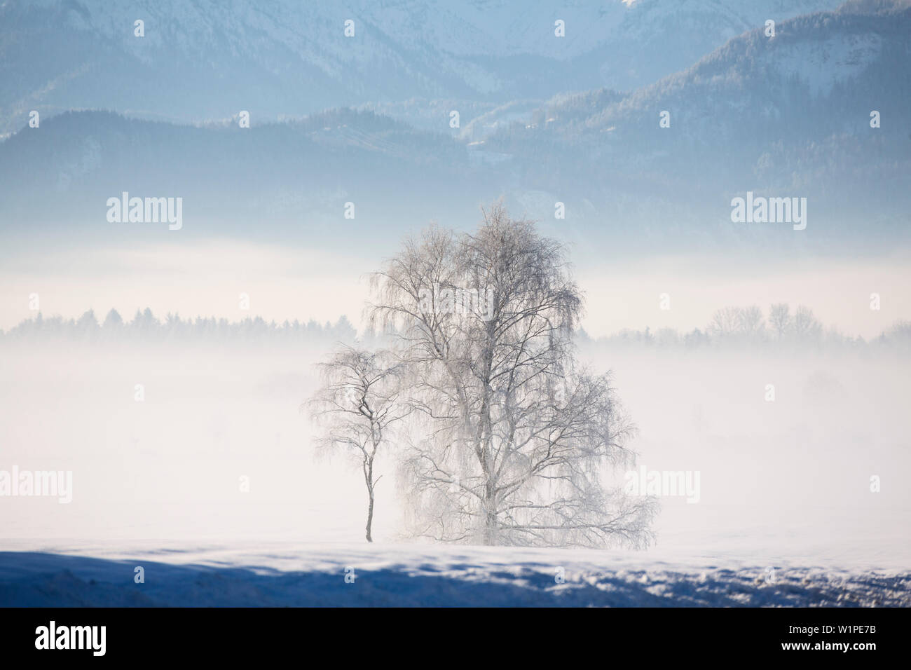 Bouleau, Betula pendula, Betula verrucosa, Betula alba, hiver, Bavaria, Germany, Europe Banque D'Images