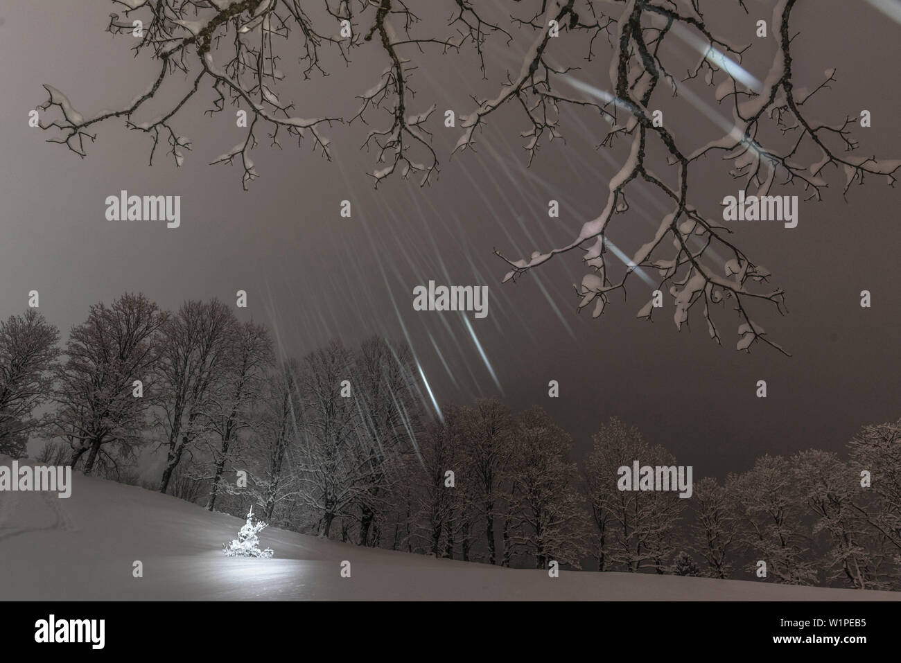 Allemagne, Bavière, Alpes, Oberallgaeu, Oberstdorf, paysage d'hiver dans la nuit, vacances d'hiver, sentier de randonnée d''hiver, neige, rangée d'arbres au cours de snowfa Banque D'Images