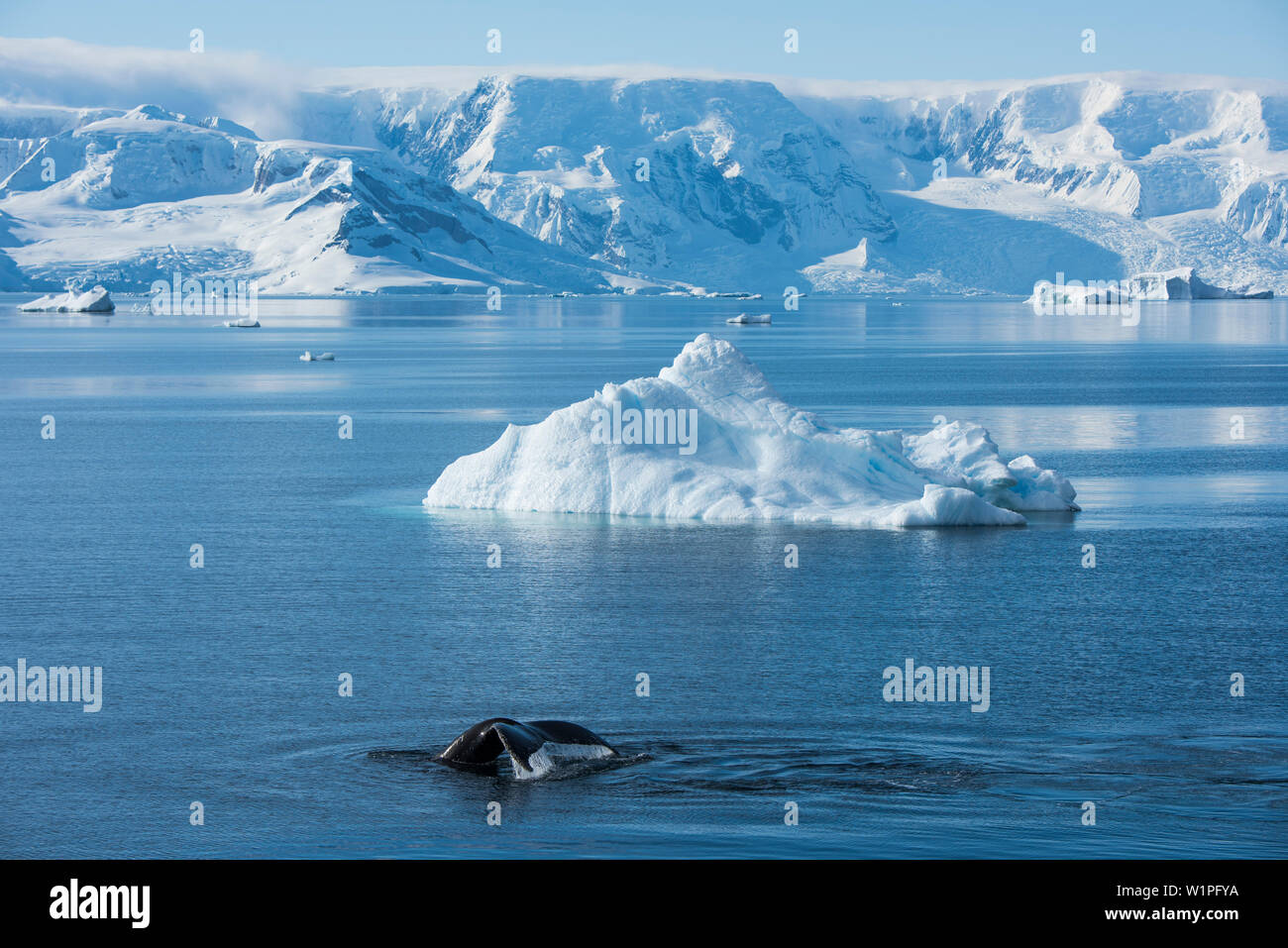 Une baleine à bosse (Megaptera novaeangliae) sonne en face d'un iceberg et les montagnes enneigées en arrière-plan, Wilhelmina Bay, Penins Antarctique Banque D'Images