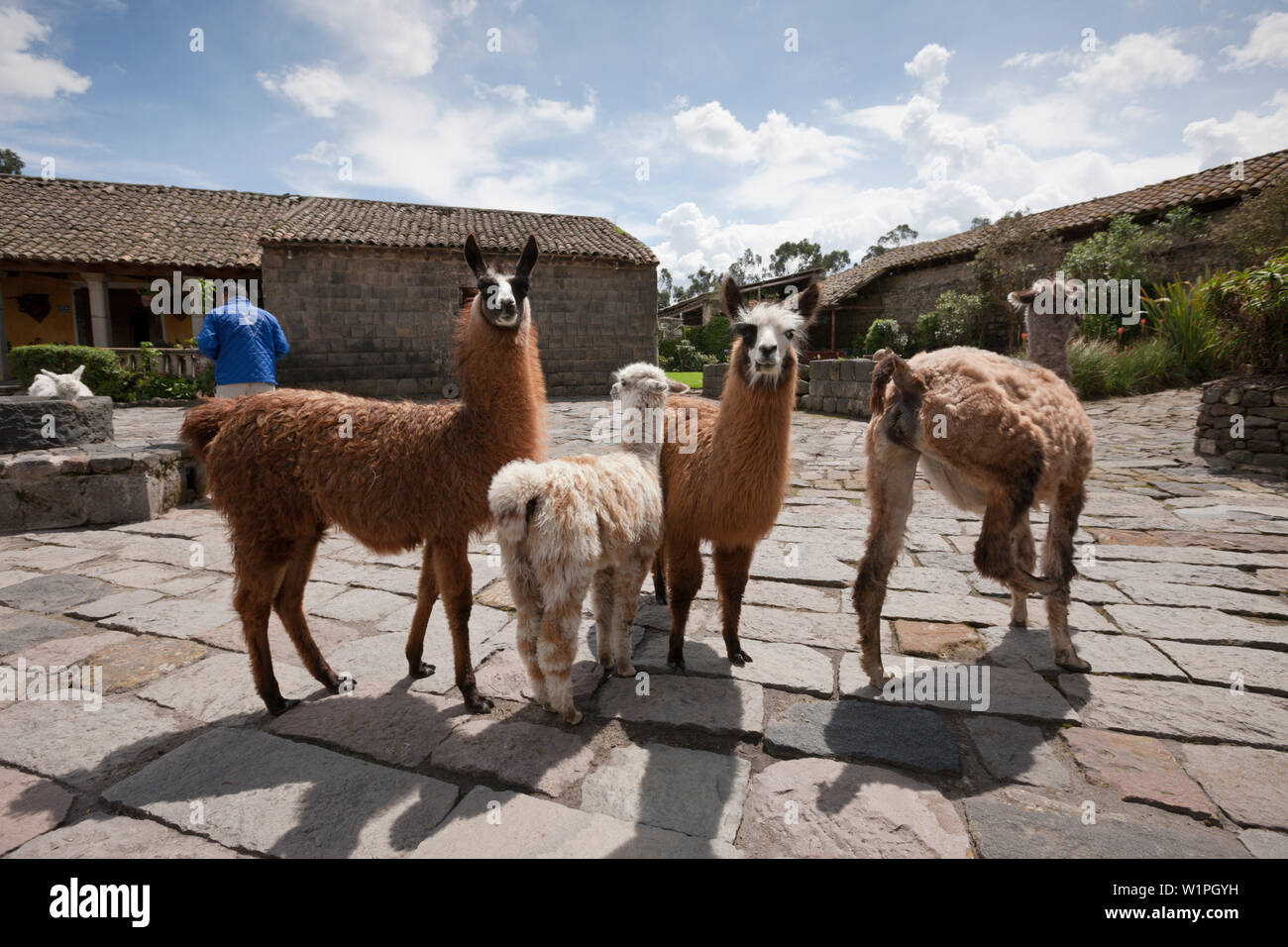 Lamas à l'Hacienda San Augustin de Callo, Lama glama, Parc National Cotopaxi, Galapagos, Equateur Banque D'Images