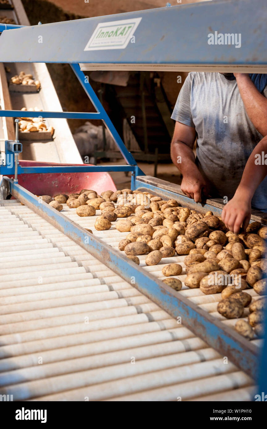 Récolte de pommes de terre, des machines de tri, la récolte, la récolte, le rendement, la récolte, l'agriculteur biologique, agriculture, élevage, Bavaria, Germany, Europe Banque D'Images