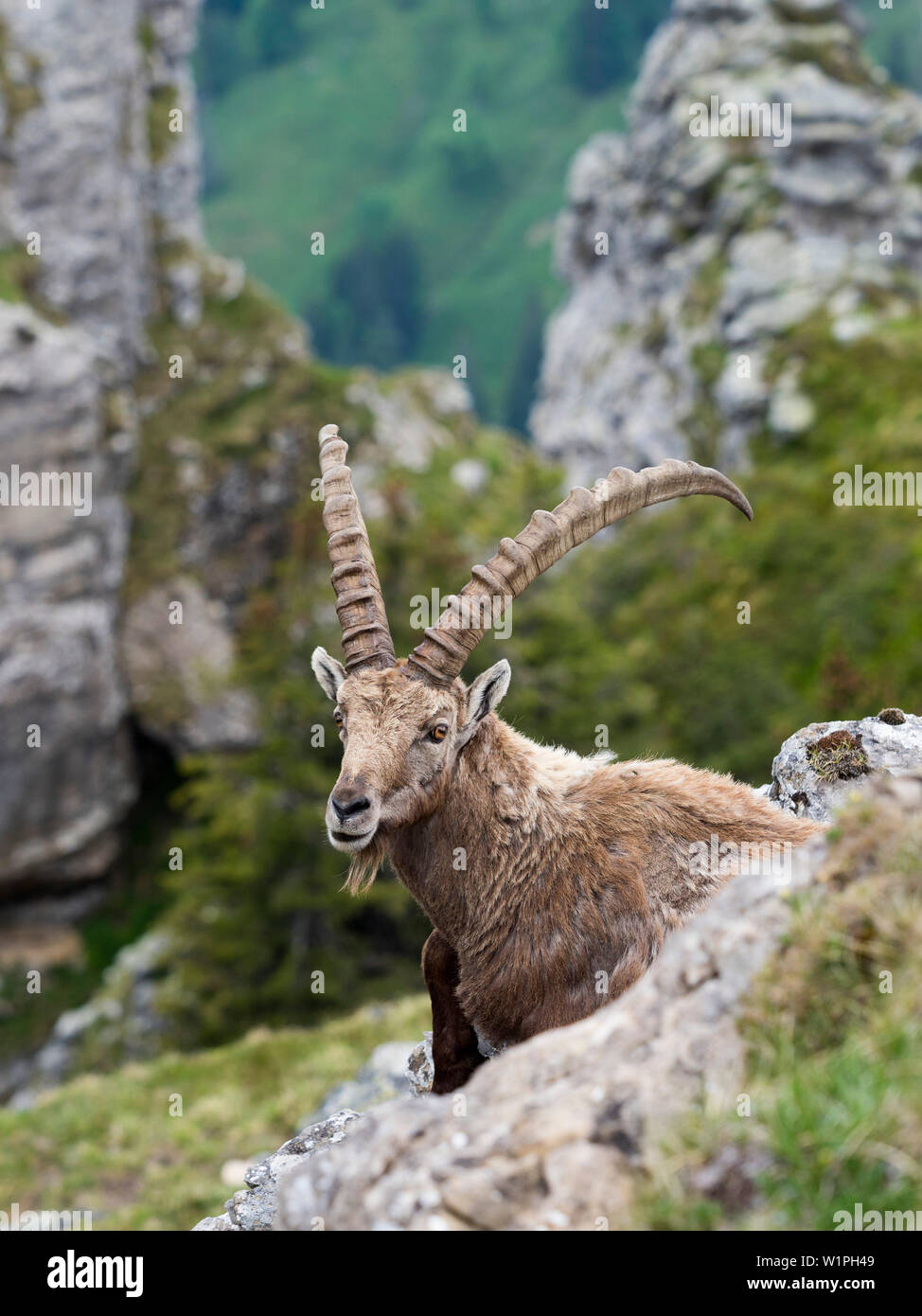 , Capra ibex ibex, Oberland Bernois, Alpes, Europe, Swizzerland Banque D'Images