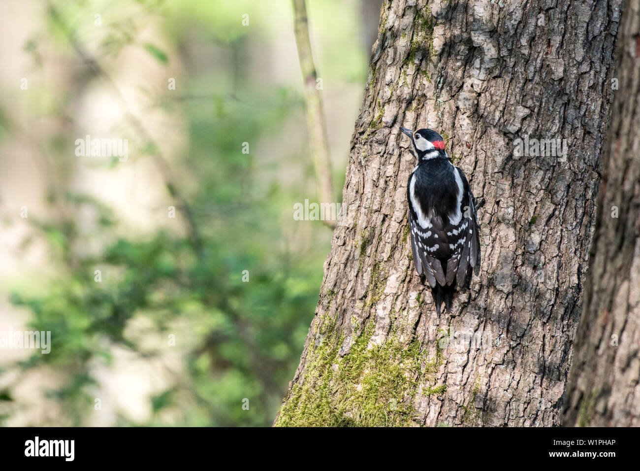Pic s'accroche à l'écorce des arbres et cherche des insectes Banque D'Images