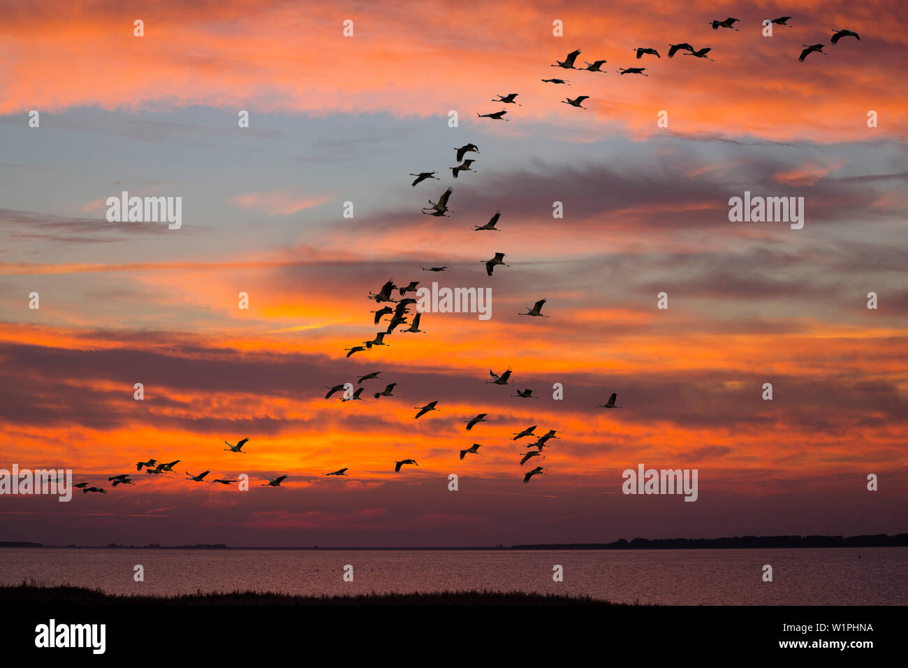 Les grues volent en formation, Grus grus, Mecklembourg-Poméranie-Occidentale, Allemagne, Europe, la composition numérique Banque D'Images