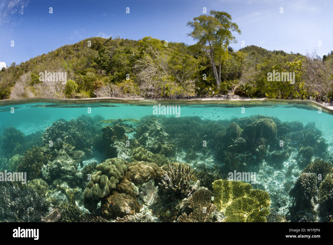Les coraux en eaux peu profondes, Raja Ampat, Papouasie occidentale, en Indonésie Banque D'Images