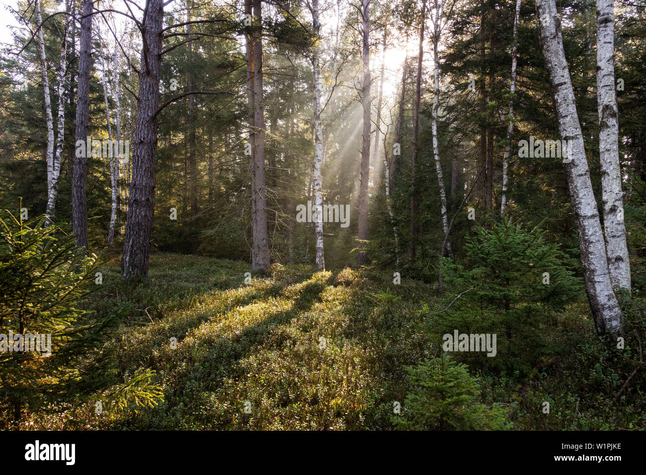 Du soleil dans une forêt mixte, Upper Bavaria, Germany, Europe Banque D'Images