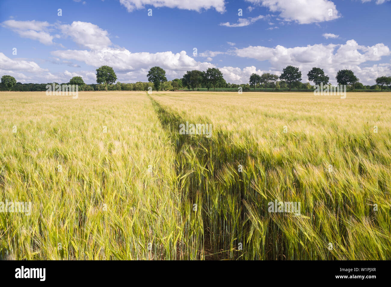 Champ de seigle sous ciel bleu, Leerhafe, Wittmund, Ostfriesland, Basse-Saxe, Allemagne Banque D'Images