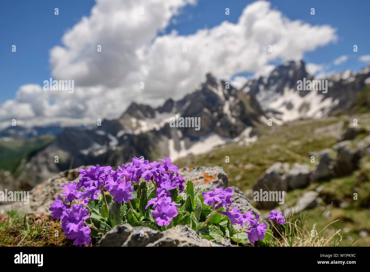 Primevère rose avec des montagnes en arrière-plan, le Val Maira, Alpes Cottiennes, Piémont, Italie Banque D'Images