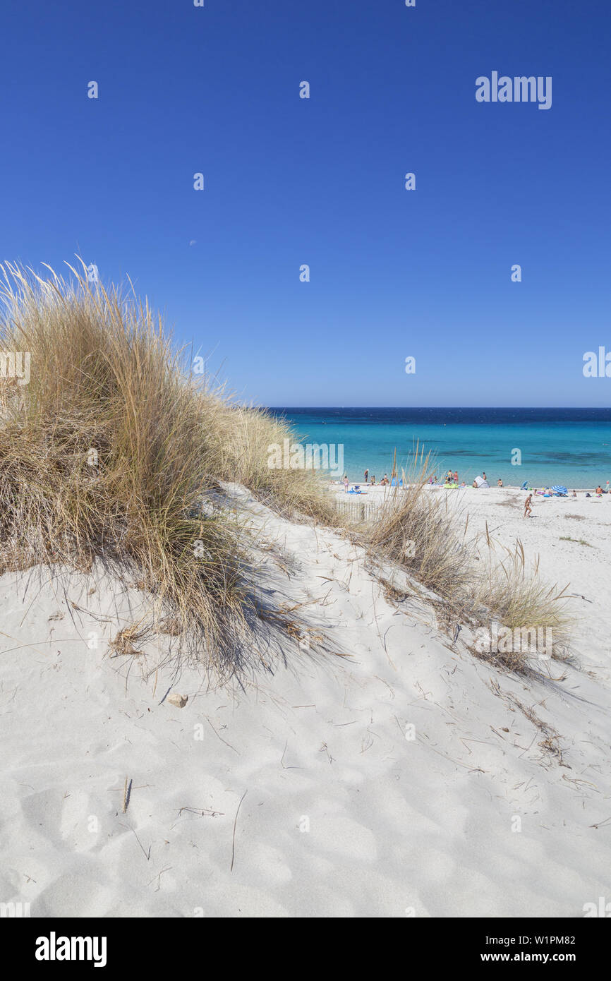 Sur les dunes près de la plage de Bodri Ile Rousse, Corse, sud de la France, France, Europe du Sud Banque D'Images