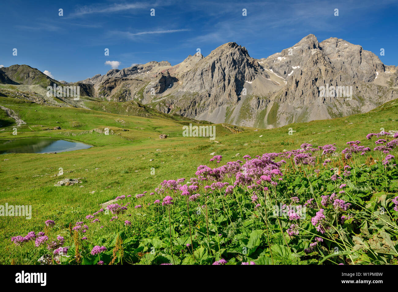 Prairie avec des fleurs au lac des marches et Grand Galibier en arrière-plan, lac des marches, Dauphine, Dauphiné, Hautes Alpes, France Banque D'Images