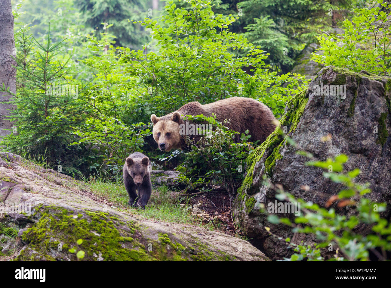 L'ours brun, mère de cub, Ursus arctos, Parc National de la forêt bavaroise, Bavière, Allemagne, captive Banque D'Images