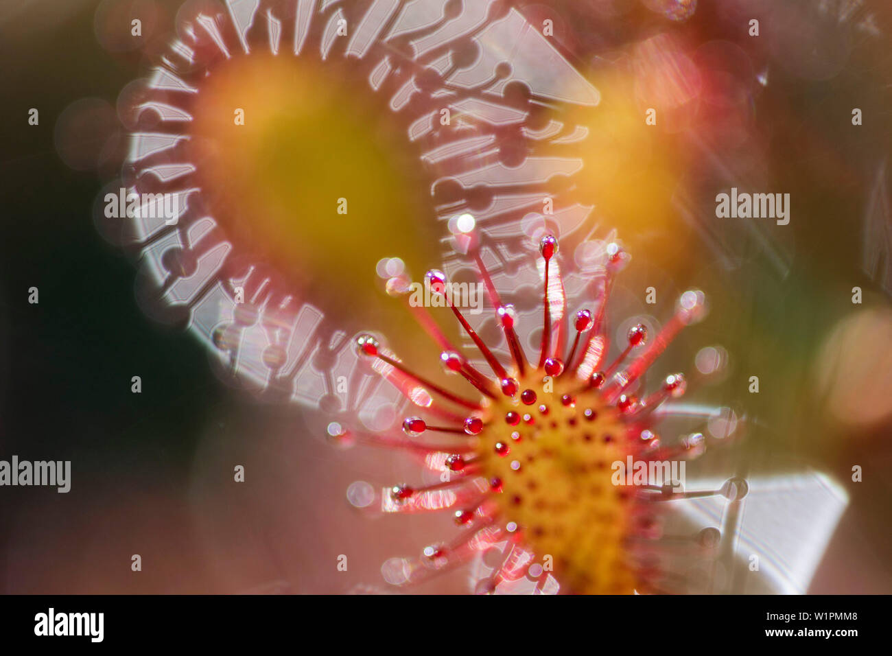 Sundew Drosera intermedia, feuilles, Bavière, Allemagne Banque D'Images