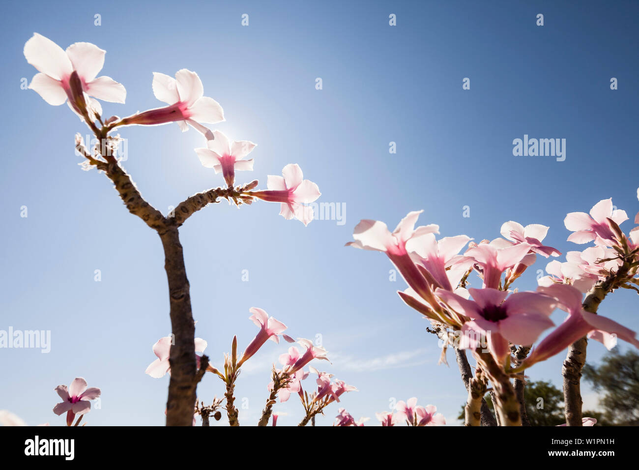 Arbre fleurissant en pays Himba, Kunene, Namibie, Afrique du Sud Banque D'Images