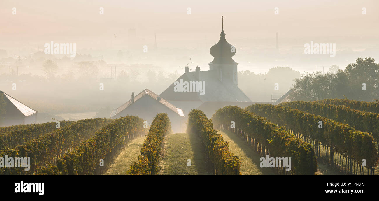 Vignes, Freigut Umgebung, Gumpoldskirchen, région thermale, Basse Autriche, Autriche Banque D'Images