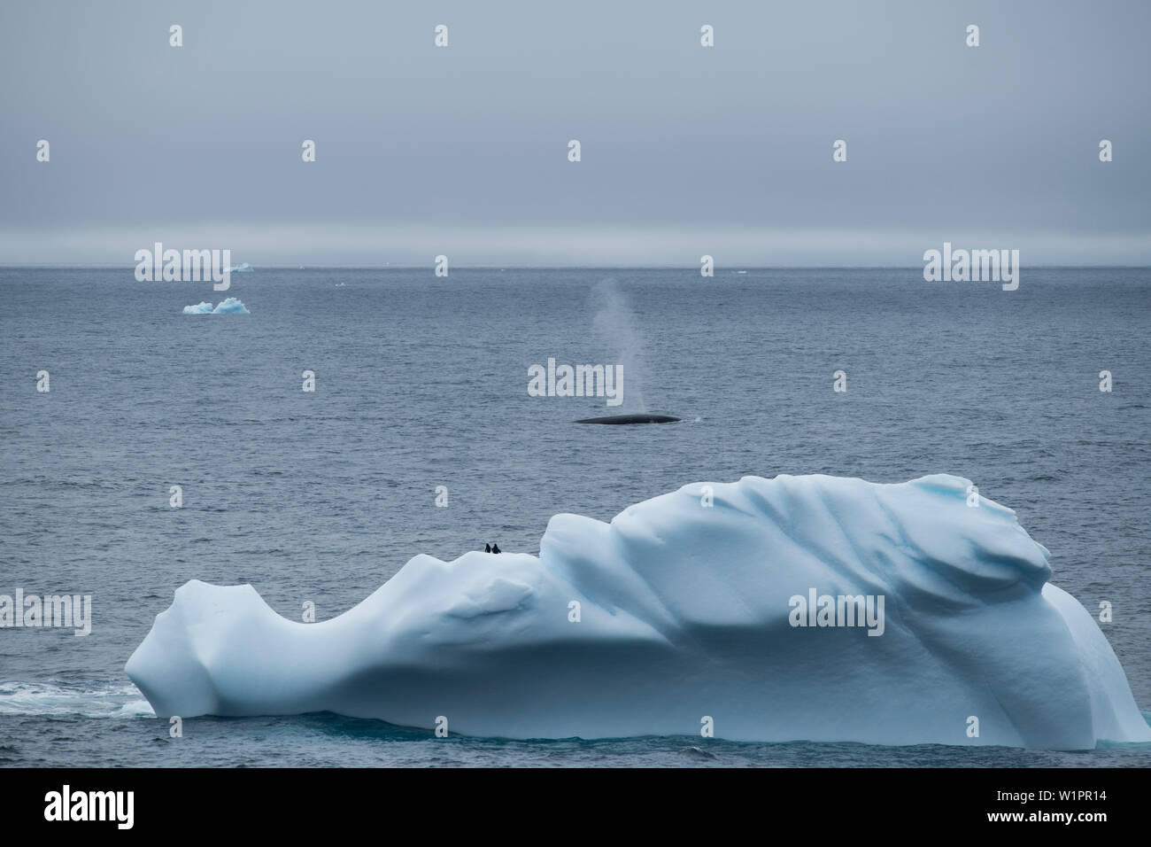 Un rorqual commun (Balaenoptera physalus) vu au-delà un iceberg occupés par trois Manchots à Jugulaire (Pygoscelis antarcticus), des coups de mer bleu-gris, Nea Banque D'Images