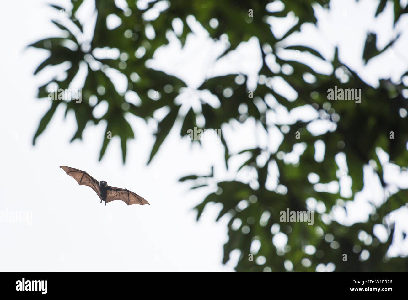 Kosrae flying fox (Pteropus ualanus), l'un des plusieurs espèces de megabat, vole vers un manguier, l'île de Kosrae, Kosrae, États fédérés de microne Banque D'Images