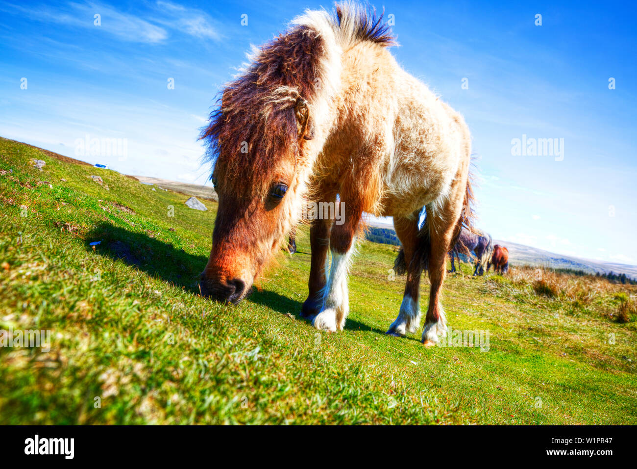Poneys Dartmoor, poney Dartmoor, Equus ferus caballus, Dartmoor, chevaux, poneys, poney Dartmoor Dartmoor, dans le Devon, cheval, chevaux, pâturage, Devon Dartmoor Banque D'Images