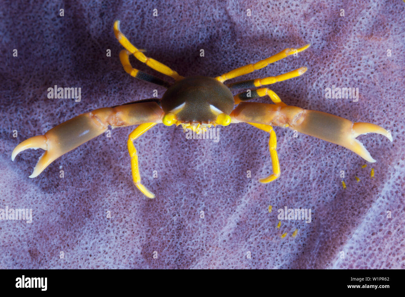 Crabe corail, Trapezia sp., Ambon, Moluques, Indonésie Banque D'Images