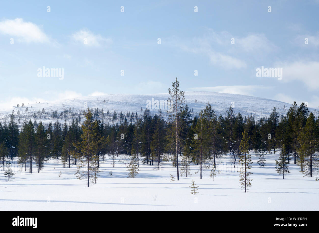 Pin de Sibérie, Picea obovata, le Parc National Urho Kekkonen, Laponie, Finlande Banque D'Images