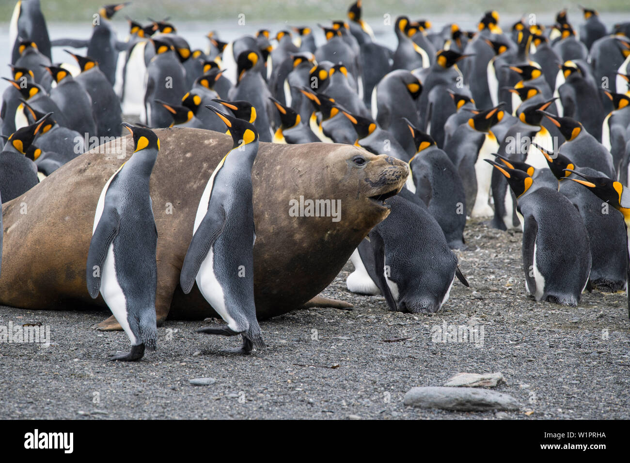 Un éléphant de mer du sud (Mirounga leonina) fait son chemin parmi une foule de manchots royaux (Aptenodytes patagonicus) sur la plage, le port de l'or, l'Afrique du G Banque D'Images