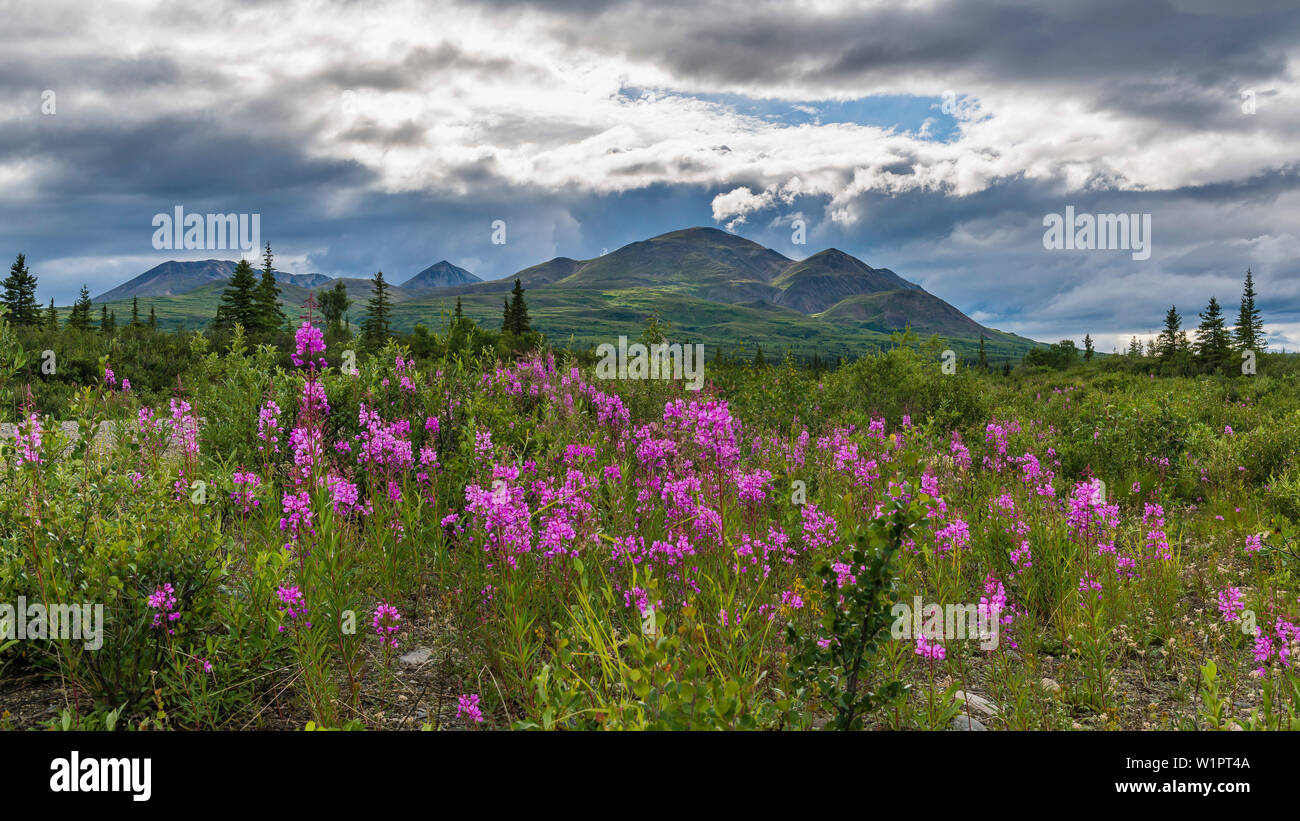 La lutte contre les mauvaises herbes à feu Autoroute Denali, Alaska, USA Banque D'Images