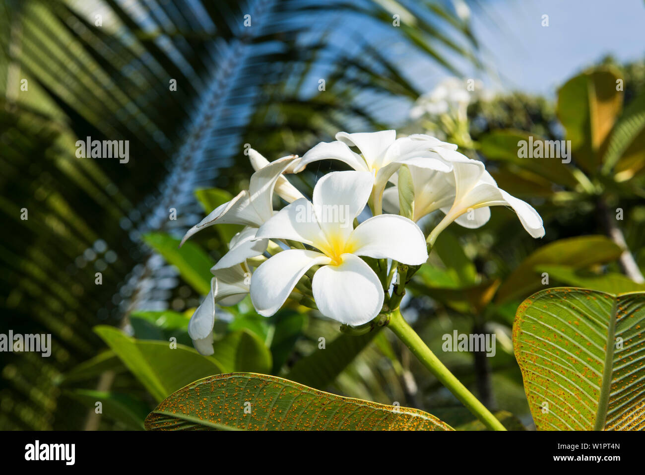 Fleurs de frangipanier (Plumeria) poussent abondamment parmi un feuillage épais, Fagamalo, Savai'i (Samoa), Pacifique Sud Banque D'Images