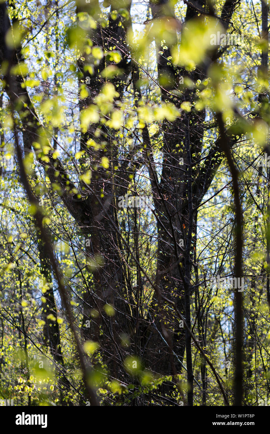 Les jeunes feuilles au printemps, les arbres à feuilles caduques, Upper Bavaria, Germany, Europe Banque D'Images