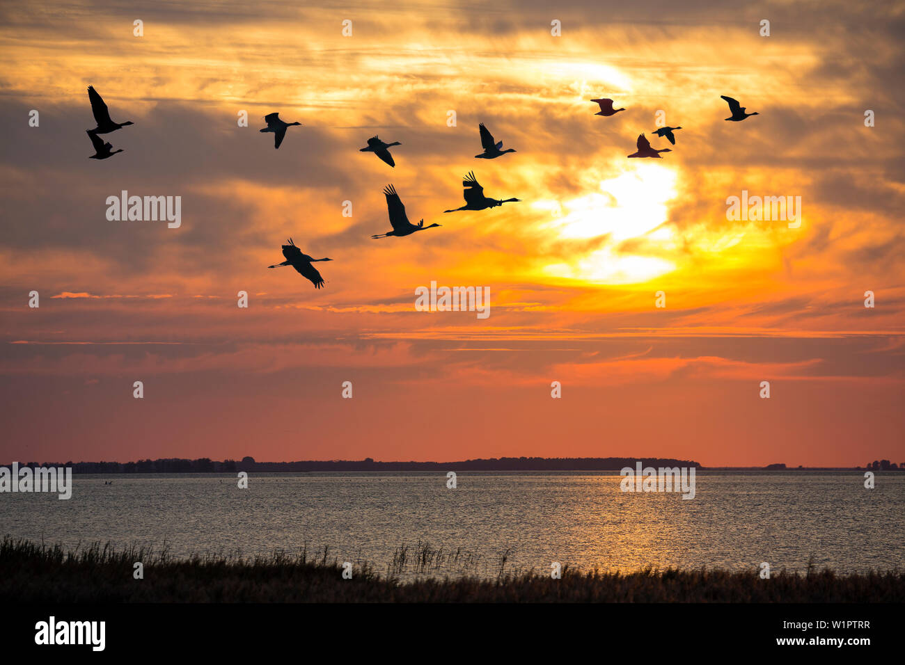 Les grues et les oies sauvages au coucher du soleil, Mecklembourg-Poméranie-Occidentale, Allemagne, Europe, la composition numérique Banque D'Images