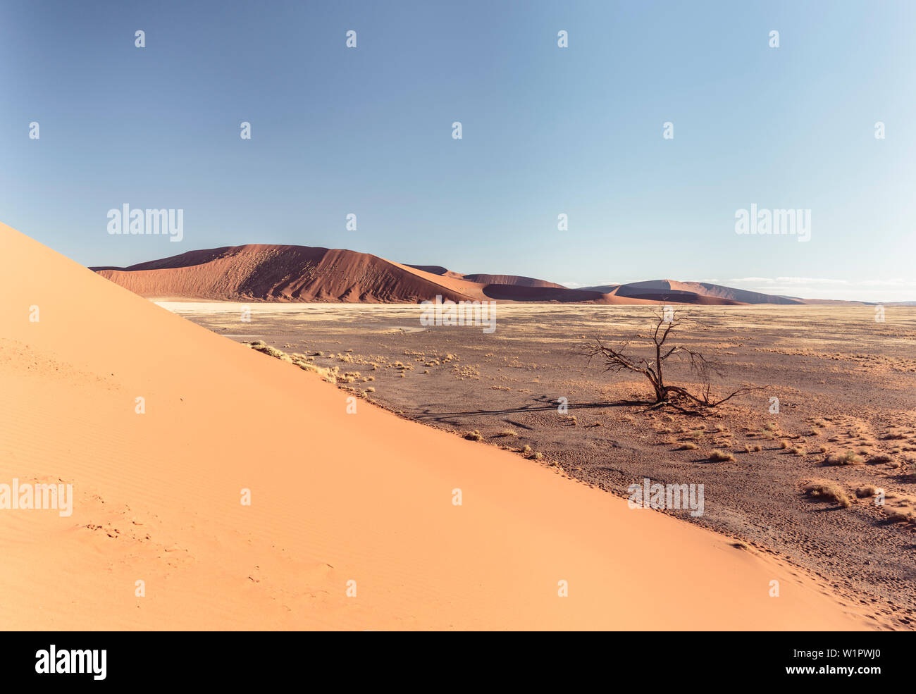Squelette d'arbre près de la Dune 45, Sossusvlei, Parc National Namib Naukluft Hardap,, Namibie, Afrique. Banque D'Images