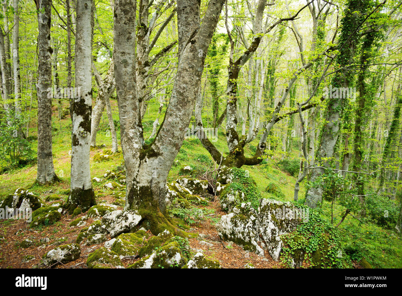 Les forêts de hêtre une ancienne arbres près de l'ermitage de Eremo di Antonio St. Banque D'Images