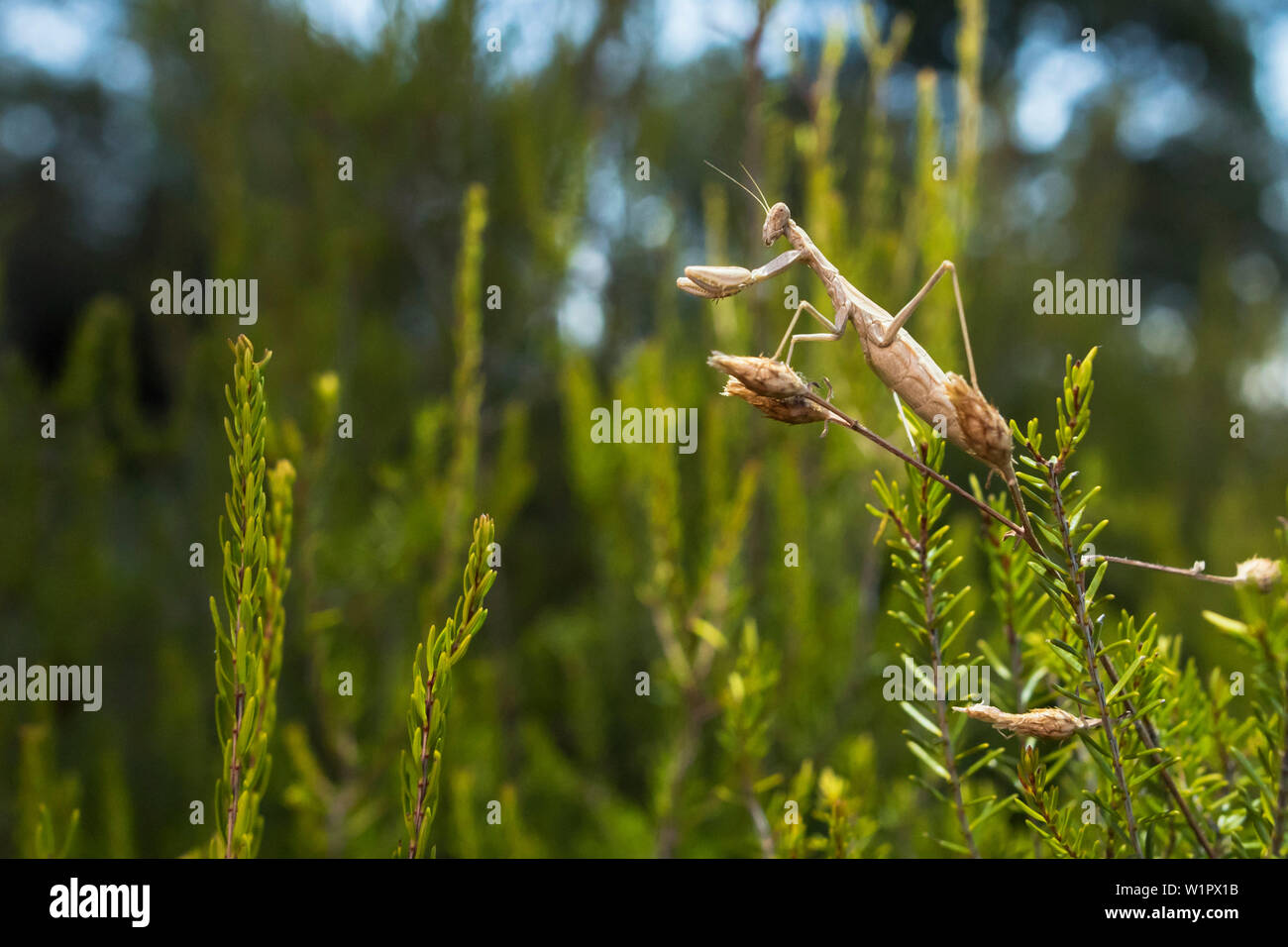 La mante religieuse sur un buisson de romarin, d'herbes, l'habitat naturel, la forêt, les gorges du Blavet, Côte d'Azur, France Banque D'Images