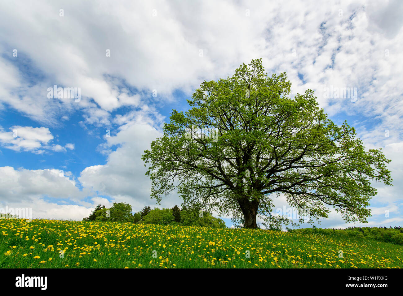 Grand arbre poussant sur une prairie en fleurs, Bavière, Allemagne Banque D'Images