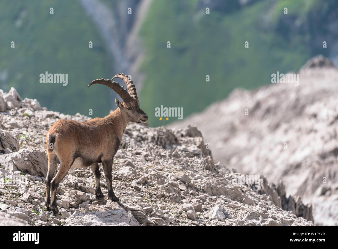 Panorama de montagne, paysage rock, de l'Allgäu, roche, rochers, sommet, randonneurs, Capricorne, bouquetin, Capricorne, famille, Maison Kemptner hikin longue distance Banque D'Images